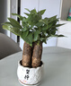 泰西丝 发财树盆栽桌面绿植摆件易活 3杆发财树+白坚持陶瓷盆 源头直发 实拍图