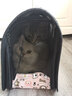 宠星记 猫包 小猫咪 猫咪宠物外出包 手提单肩斜挎透气猫包 中号 粉色小熊（8斤以内） 实拍图