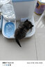 KimPets猫碗狗碗猫食盆猫咪猫粮自动喂食器饮水一体猫盆陶瓷宠物喝水双碗 升级款蓝色-陶瓷碗 预防黑下巴 实拍图