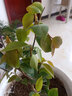 盆栽茶花苗 山茶花苗绿植花卉盆栽四季好养茶花树苗盆栽耐寒花卉观花植物室内花卉绿植开花不断 不含盆 南海宝珠 3年苗 实拍图