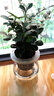 锦枫锦枫（jinfeng）办公室水培绿植花卉盆栽玻璃花盆水培植物 九里香 含盆栽好 实拍图