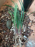 劉閣蘭花建兰四季兰花苗矮种金荷夏带浓香花苞出售室内外桌面绿植花卉盆栽 黄金彩虹，4苗连体当年开花 实拍图