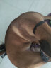 麦富迪狗粮 藻趣儿10kg 幼犬中大型小型犬通用（螺旋藻）金毛泰迪柯基 实拍图