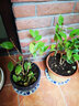 盆栽茶花苗 山茶花苗绿植花卉盆栽四季好养茶花树苗盆栽耐寒花卉观花植物室内花卉绿植开花不断 不含盆 锦上添花 2年苗 实拍图