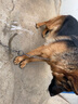 万牵狗链子 不锈p链牵引绳项圈栓狗遛中大型犬脖圈脖套P链金属防咬铁 4.0丝粗（50—60斤）60厘米 实拍图