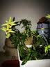花来美石斛营养液铁皮石斛专用肥料防黄叶石斛兰石橄榄盆栽生根发芽壮苗 石斛石斛兰营养液*2瓶花友推荐 实拍图