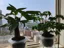 锦枫水培花卉盆栽 办公室水培绿植花卉盆栽玻璃花盆 幸福树 含盆栽好 实拍图
