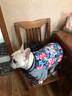小爪星球（HICLAW）狗狗衣服法斗巴哥犬斗牛犬雪纳瑞八哥幼犬秋冬冬天衣服冬款棉服 【冬款加厚】大花棉衣 XXL（胸围67cm，建议27-35斤内） 实拍图