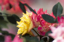 中一（zhongyi） 中一光学 85mm F2.0全画幅人像手动对焦镜头EF\AI\FE\FX 尼康口-黑色 标配 实拍图