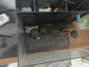 森渊莫斯树水草鱼缸造景无土淡水增氧水族箱懒人沉木鱼缸活体淡水植物 成品莫斯树(高17-20cm三头) 实拍图