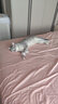 YITO宠物深海鱼油狗狗猫咪鱼油三文鱼油胶囊美毛掉毛黑鼻头浓缩鱼油 鱼油+卵磷脂【犬猫提靓颜值】 实拍图