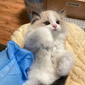 涴喵 布偶猫活体幼猫宠物猫咪活体海双蓝双山猫布偶蓝眼睛长毛仙女猫 宠物级 蓝双布偶猫 实拍图