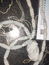 静汝玉缅甸翡翠吊坠玉坠A货玉吊坠玉石项链貔貅弥勒佛男款节日生日礼物 霸王皮丘 纯翡翠款 实拍图