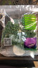 首诚高端蔬菜免洗采摘即食轻食沙拉西餐火锅鲜活首诚植物工厂采摘直发 优雅（10袋） 实拍图