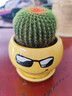 花友仙人球植物超大花卉小盆栽办公室内桌面苗多肉类盆景教师节礼品 黄色酷哥金冠仙人球+土壤 含盆 实拍图