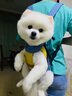 SLPC狗狗背包胸前双肩包小型犬比熊泰迪透气旅行便携包外出狗背带猫包 黄蓝 M（建议5-8斤内宠物） 实拍图