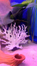 逸乐宠仿真珊瑚鱼缸造景装饰树枝黑色红色水族箱水底布景摆件海底世界 白色（带固定底座） 实拍图