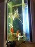 闽江（minjiang）鱼缸水族箱家用屏风生态造景中大型金龙鱼缸客厅免换水鱼缸 纯洁白色（养鱼礼包+升级过滤） 长80.6*宽31.2*高55（单缸体不含柜） 实拍图