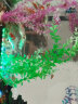 易萌 冷水鱼淡水观赏鱼草小金鱼活体鱼好养锦鲤鱼兰寿锦鲫活鱼小红鱼 草金鱼5-7cm 20条 实拍图