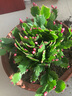 洁妍蟹爪兰绿植吊兰盆栽花卉 嫁接仙人掌蟹爪莲观花 绿植盆带土发货 红色蟹爪兰一盆 实拍图
