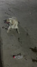 力狼（LILANG） 狗粮 金毛阿拉斯加40拉布拉多萨摩耶马犬德牧大型犬 成犬20kg40斤 实拍图