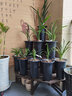 华香园 绿植花卉 兰花专用盆 透气兰花盆 塑料花盆 塑料兰花盆 大号 10个 实拍图