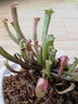 莺歌燕舞【新奇植物】捕蝇草植物花卉绿植驱蚊阳台盆栽食虫趣味猪笼草室内 海角瓶子草 原盆载好发货 实拍图