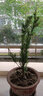 曼地亚红豆杉树苗盆栽盆景绿星名贵树盆景结果公母庭院客厅北植物 5年盆景苗公树不含盆 实拍图