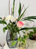 墨斗鱼玻璃花瓶北欧风轻奢花瓶摆件富贵竹玫瑰百合桌面花器创意几何7796 晒单实拍图
