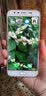 飞克斯适用苹果14Promax手机壳iphone14plus保护套透明硅胶全包防摔卡通海绵宝宝软壳 苹果14【柠檬海绵宝宝】 实拍图