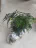 叹为观止文竹盆栽桌面小绿植办公室内盆景植物桌面观赏 文竹+原木色仿木盆（装饰随机） 实拍图