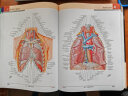 奈特人体解剖学彩色图谱 第八版 第8版 人民卫生出版社旗舰店翻译新版临床医学外科学教材书局部系统解刨学书籍19全身正常医学实用动态局解全彩图谱2023 实拍图