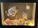 蓝海精灵 天然大海螺贝壳海星打孔 水族小鱼缸造景装饰底砂过滤造景装饰摆 1斤100-130只天然海螺贝壳 实拍图
