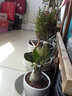 叶之静沙漠玫瑰花苗盆栽四季开花鲜花庭院室内绿植盆景花卉 野玫瑰 精品中苗 实拍图
