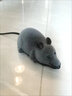 巫记遥控老鼠儿童玩具逗猫仿真老鼠成人解压整人整蛊遥控模型道具礼物 仿真遥控老鼠 实拍图