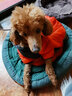 SLPC狗狗衣服冬天保暖中小型犬加厚四脚狗棉衣泰迪柯基小狗幼犬冲锋衣 橙 3XL（适合约21-25斤） 实拍图