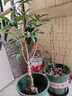 绿丝绦海棠花盆栽树苗日本铁杆北美海棠盆庭院阳台室内耐寒四季花卉植物 北美海棠 3年苗 实拍图