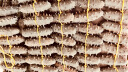 棒棰岛大连原种有机干辽参 500g60-80头以上 含盐量≤12% 高端木盒 送礼 晒单实拍图