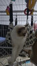 宠六一猫咪吊床 猫秋千 猫笼子挂式秋千床 悬挂式猫窝 猫笼配件 白色大号 实拍图