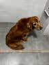 耐吉斯冻干生骨肉狗粮酶解鲜肉无谷低敏成犬幼犬老年犬低敏全价犬粮 鲜鸭肉梨配方1.5kg 实拍图