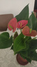 格调生活鸿运当头红掌盆栽绿植花卉室内客厅水培好养白掌一帆风顺四季开花 （2-3朵花）大号红掌原盆 含盆 实拍图