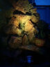 山沃照明（SamvoL）水底灯LED12V24V水下灯水池景观灯鱼池灯水景灯喷泉灯七彩 3W-12/24V通用 黄光 晒单实拍图
