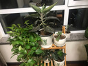 裕轩堂多肉组合随机花盆陶瓷绿萝吊兰室内创意简约多肉大号桌面阳台盆栽 67218两个17厘米 小 实拍图