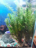 鱼缸造景后景真水草活体生态瓶蜈蚣草缸装饰金鱼藻类植物有茎类 蜈蚣草1杯(约6-8根)(含定植环) 实拍图