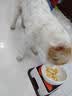 日式宠物狗狗猫斜口防滑陶瓷食盆架法斗碗狗碗食盆大号大型犬用品 L-白色碗橙垫餐桌套装 实拍图