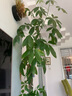 胡丽大型绿植客厅大盆栽室内客厅绿植盆栽办公室盆栽开业乔迁送礼绿植 辫子发财树1.2-1.4米 含盆 实拍图