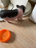 暮秋小主【猪猪侠同款】宠物小香猪活体幼崽家养纯种迷你猪活物可爱萌宠 泰国小香猪幼崽（公） 实拍图