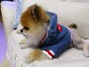 拉维佩特（LOVINGPET）泰迪狗狗衣服冬天 羊羔绒宠物衣服小型犬冬季比熊衣服幼犬猫衣服 蓝灰色 S 建议5-6斤 实拍图