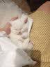 神经猫（shenjingmao）猫咪专用沐浴露猫用沐浴液洗澡杀菌除螨幼猫沐浴乳宠物用品500ml 实拍图