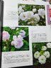 人气玫瑰月季盆栽入门 实拍图